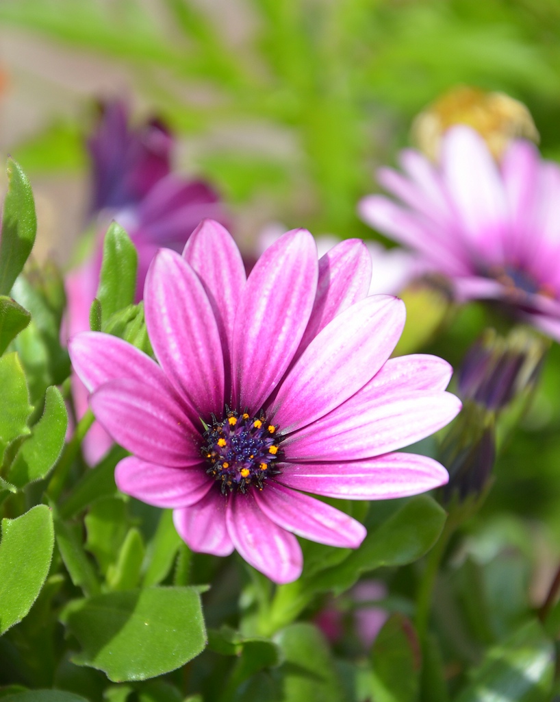 Blume 003