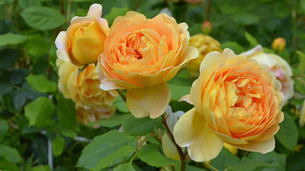 Blume 007