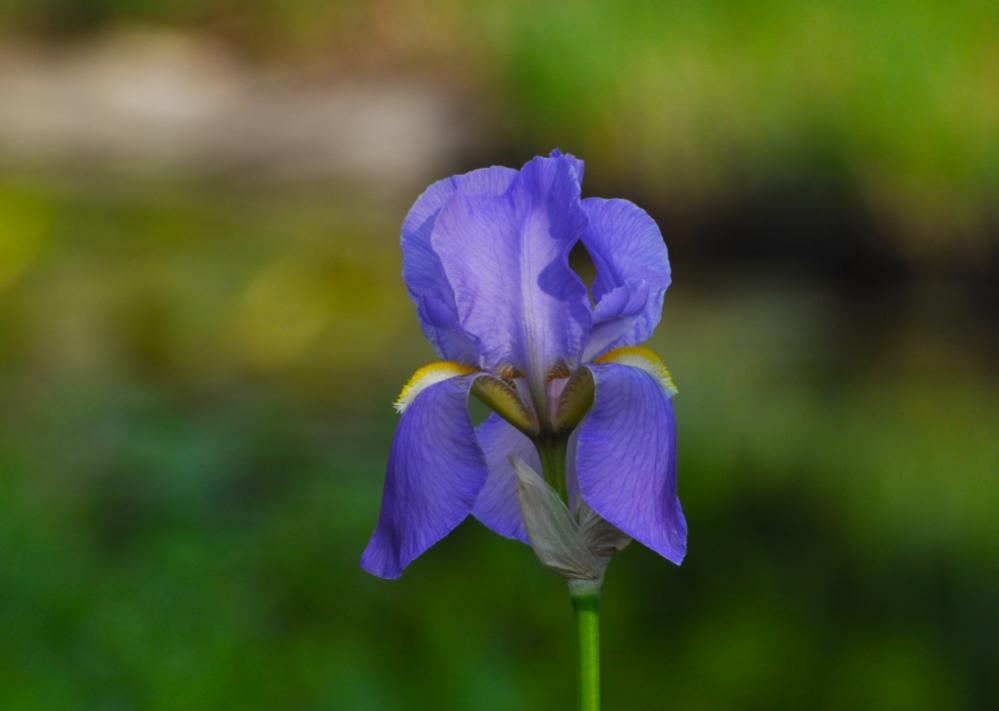 Blume 02