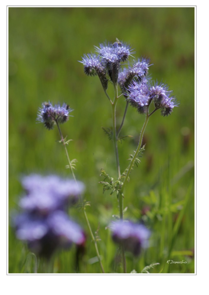 blume 1 01
