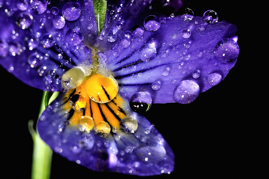 Blume 10