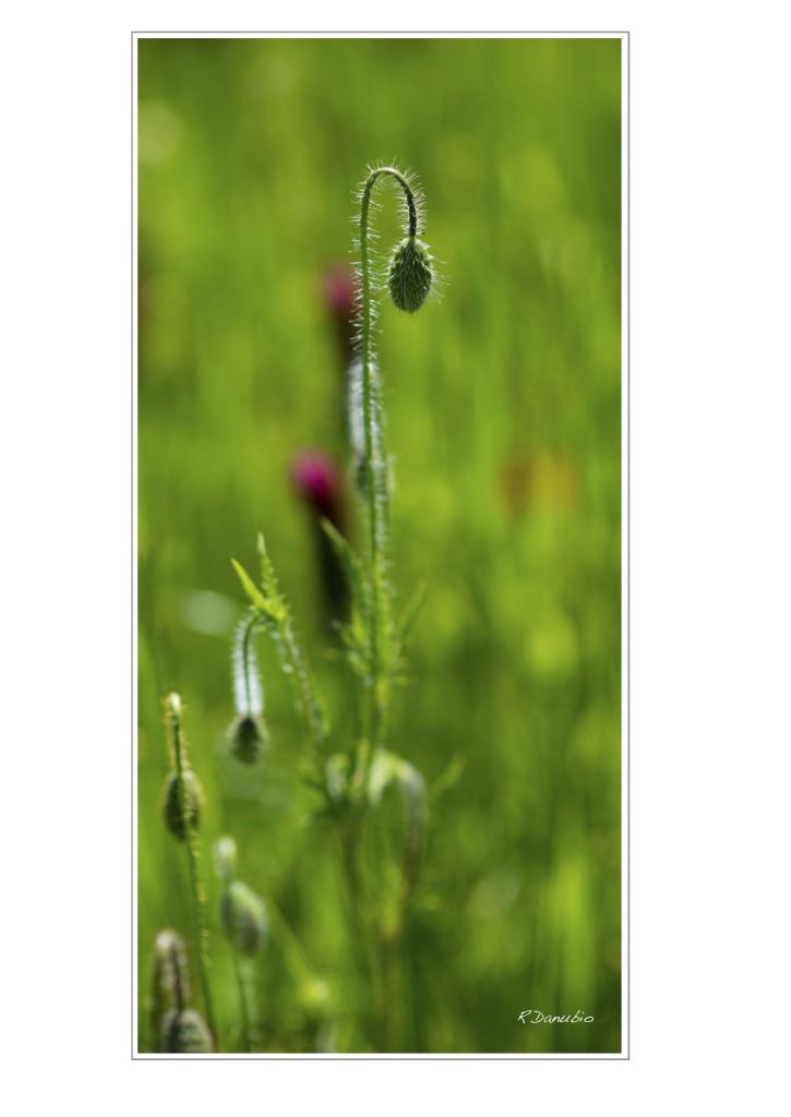blume 2