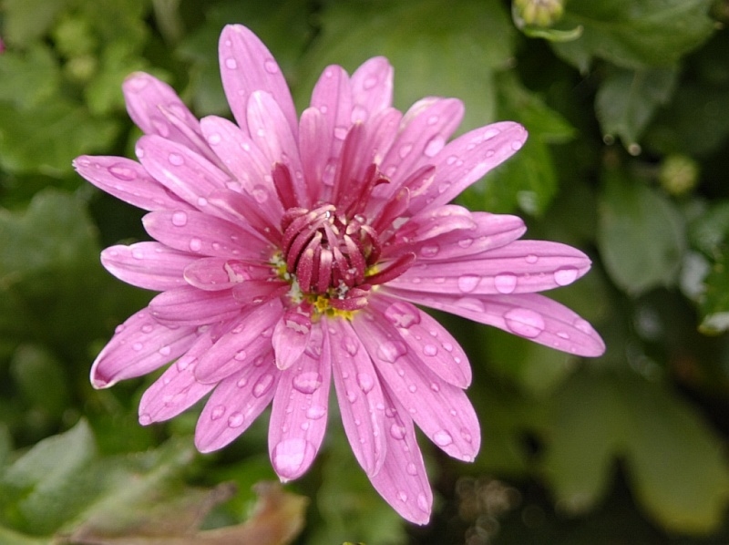 Blume 2009 0210002