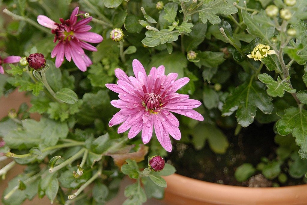 Blume 2009 0210003