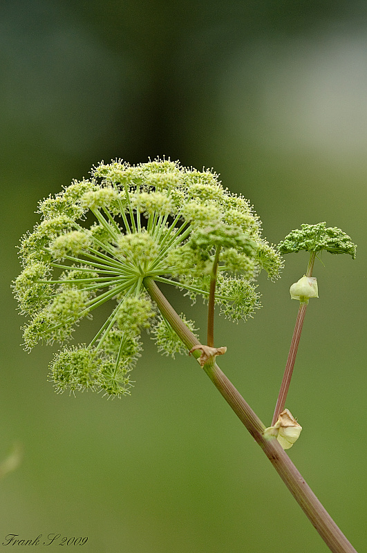 blume 3