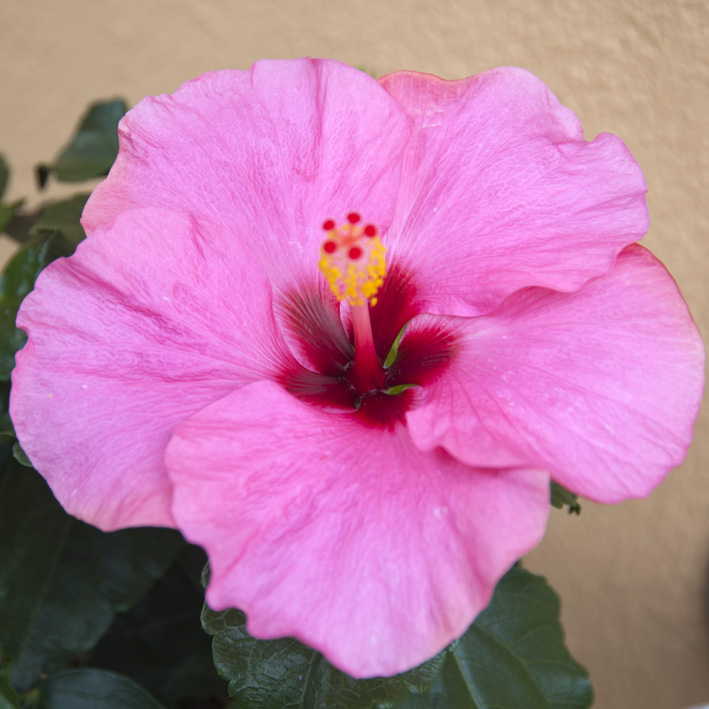 Blume am Balkon