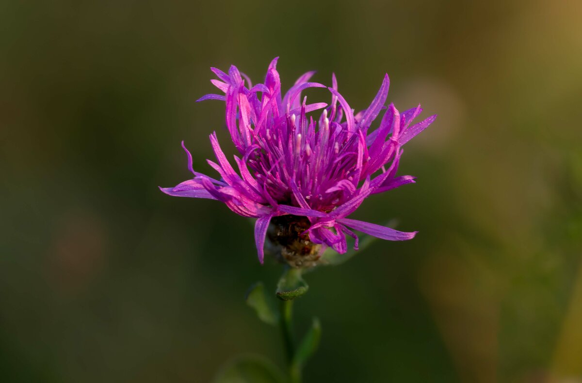 Blume am Morgen 1.jpg