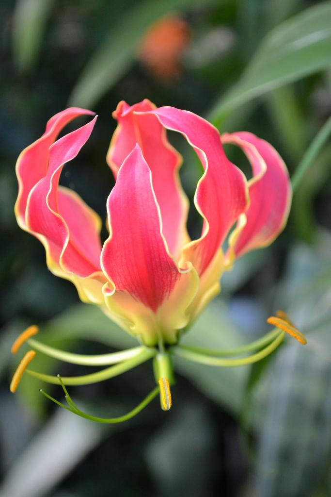 Blume auf der EGA Erfurt