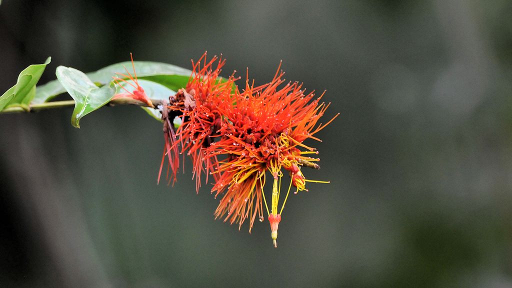 Blume
Burro-Burro River, Surama
2387