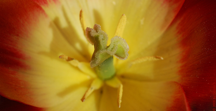 blume BY DENNIS S