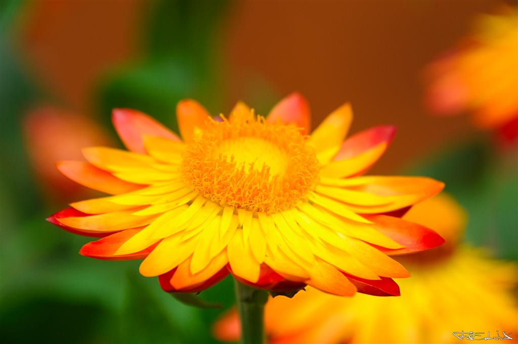 Blume (Canon 500D)
