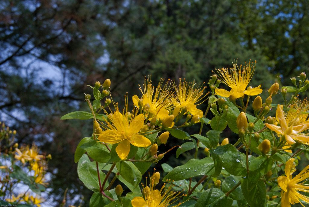 Blume Gelb 24