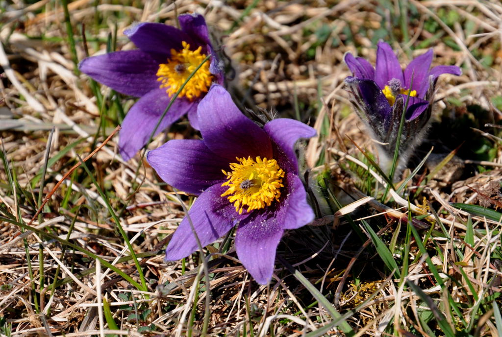 Blume II