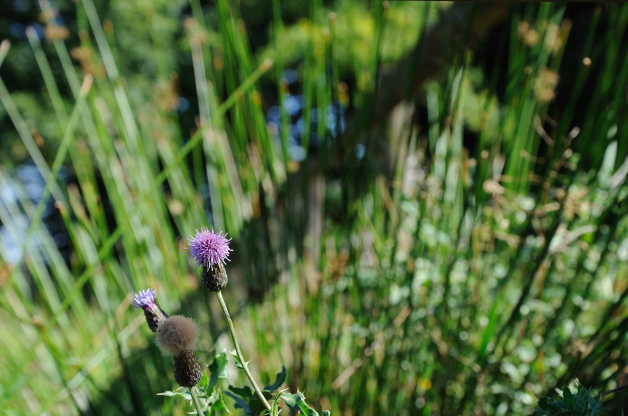 Blume im Schatten
