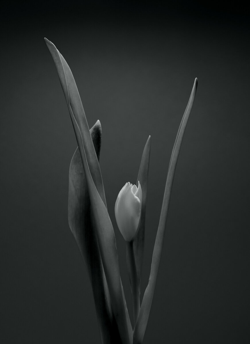 Blume in SW