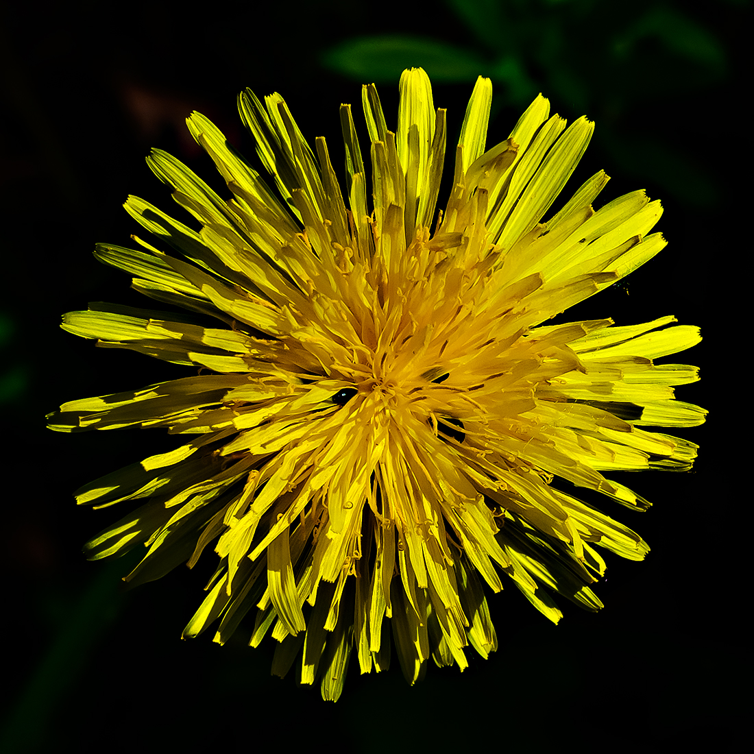Blume.jpg