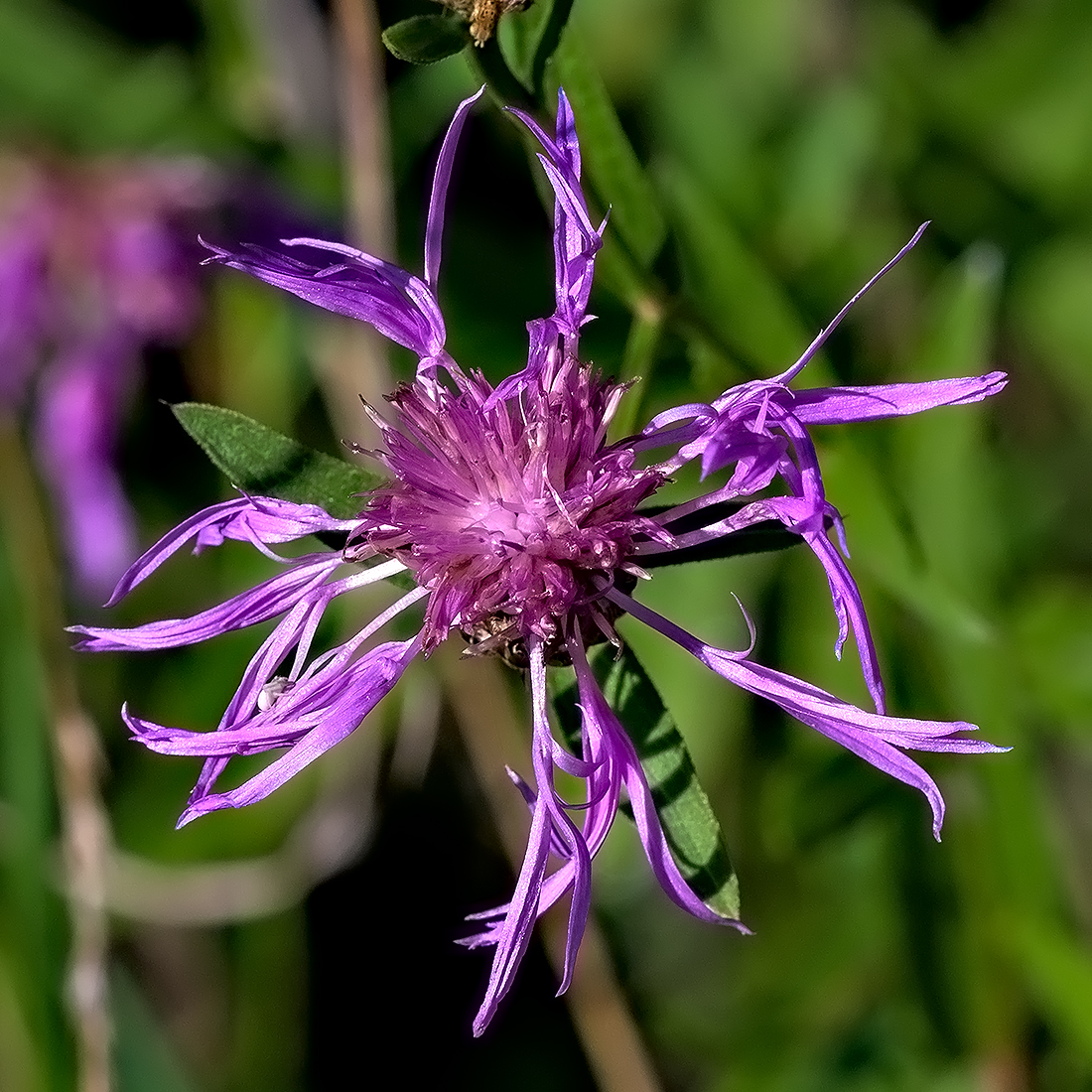 Blume.jpg