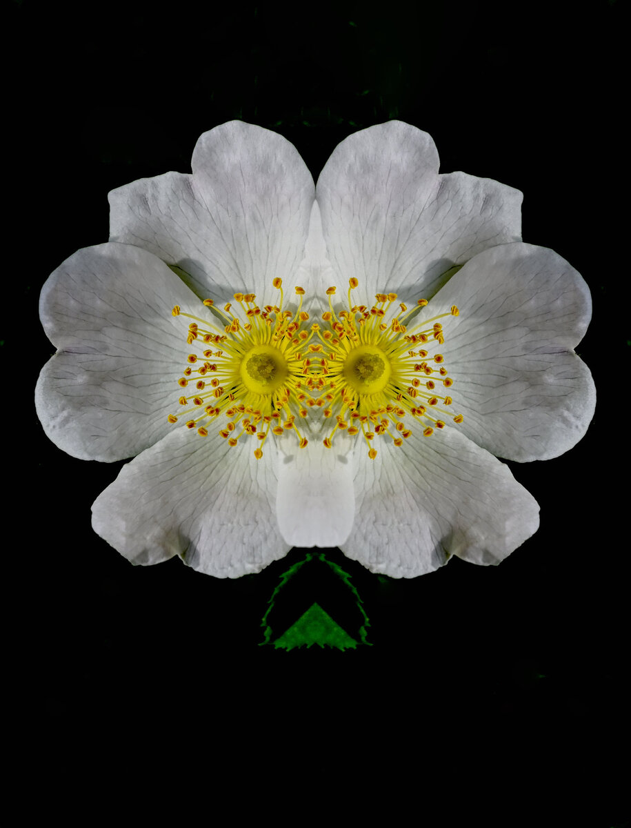 Blume.jpg