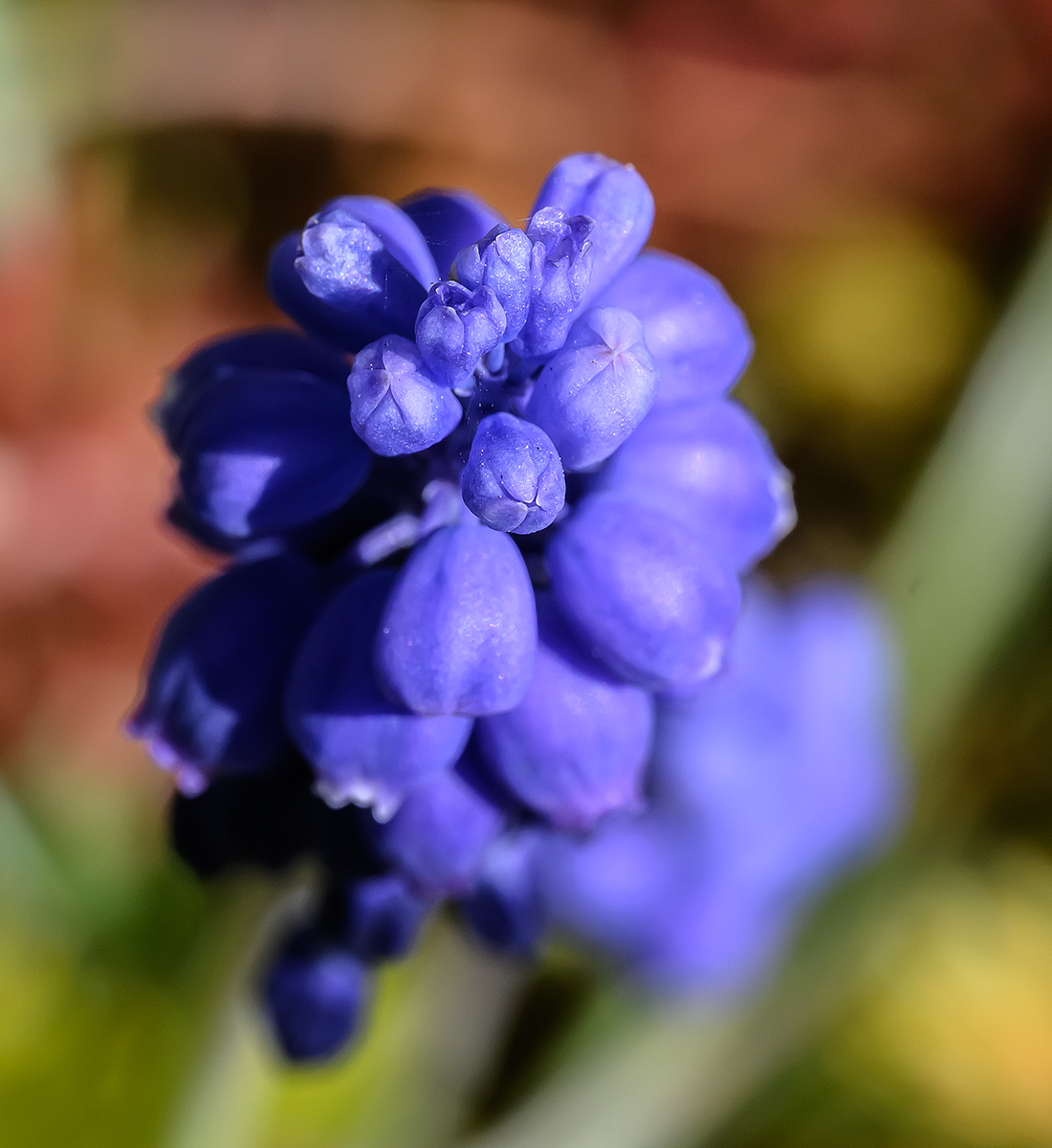 Blume.jpg