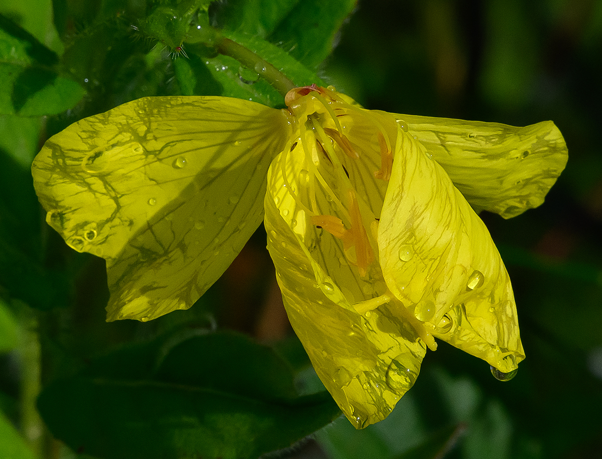 Blume.jpg