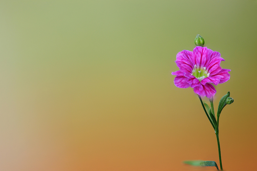 blume klein