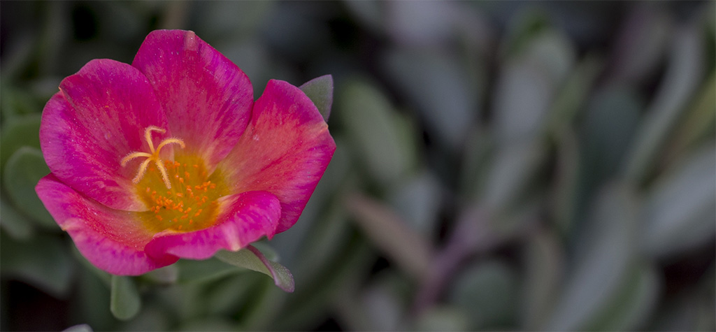 blume kleiner