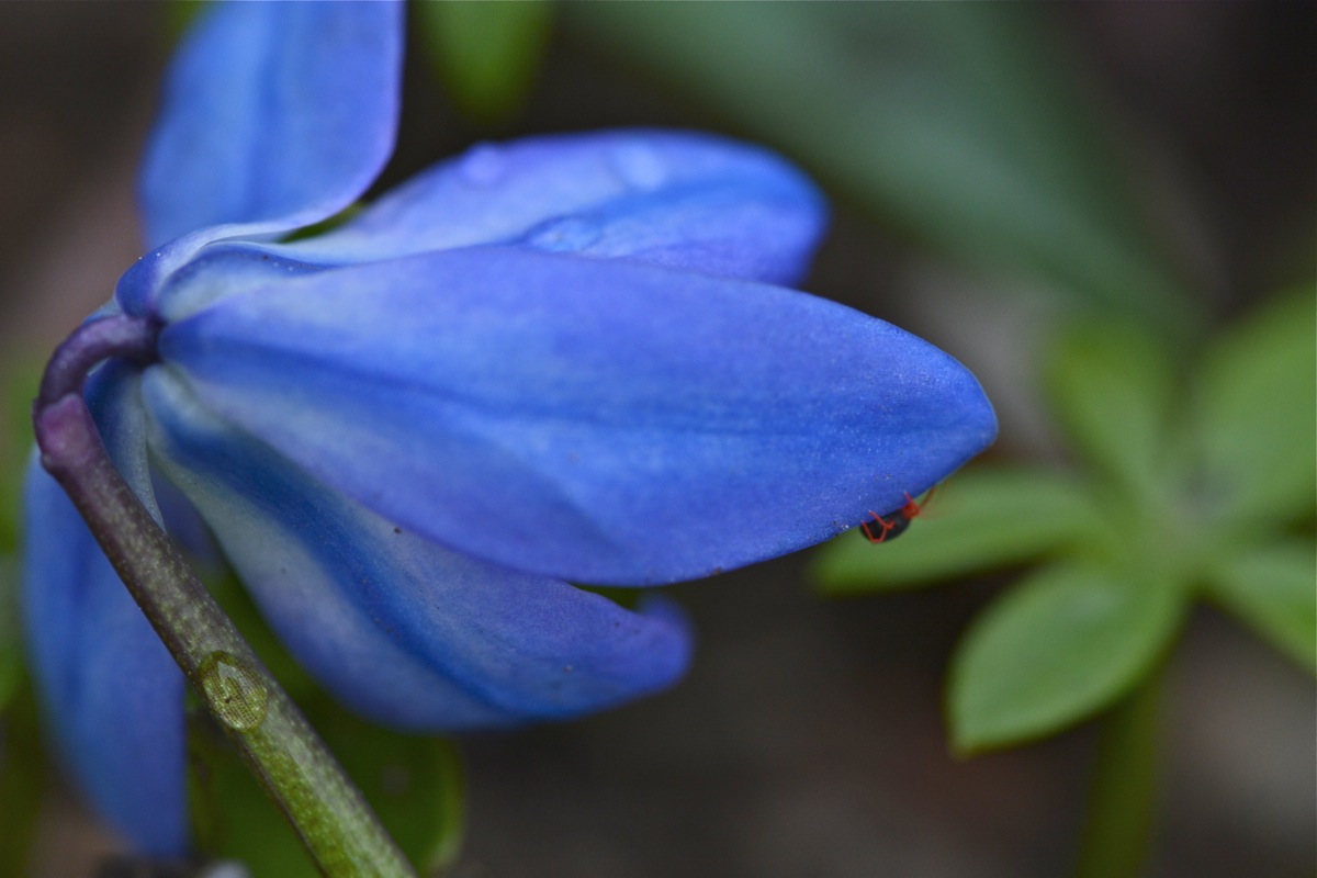 blume mit spinne