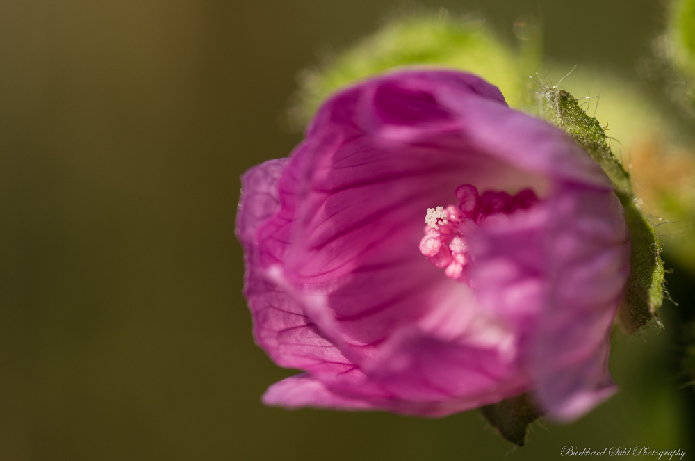 Blume   N01 2667 V2