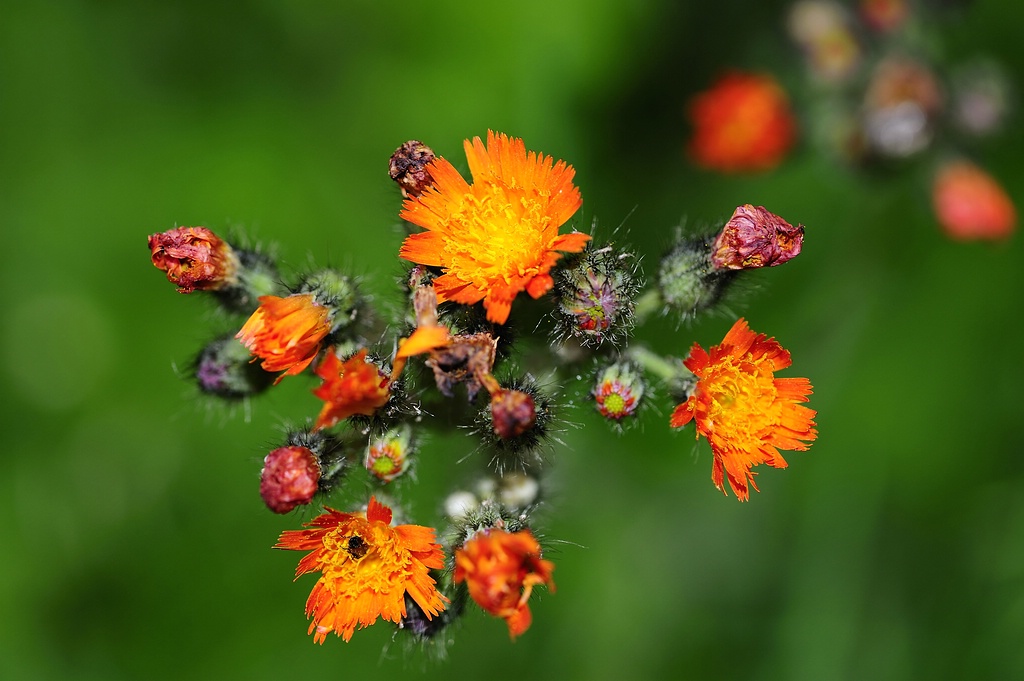 Blume Orange