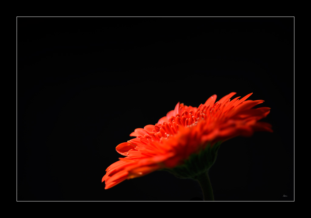 Blume PZ13148
