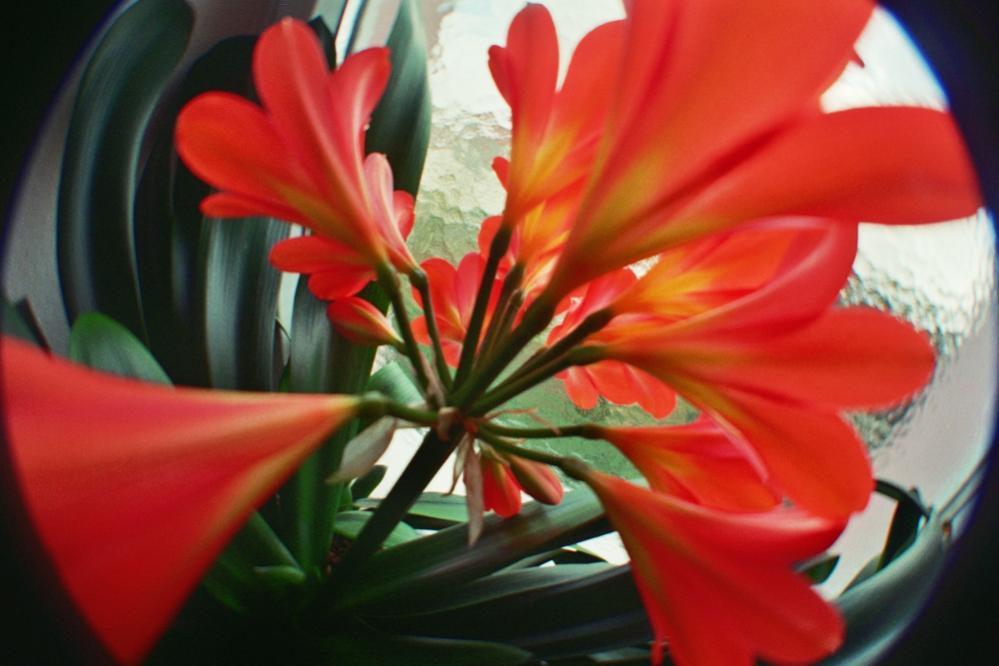 Blume Test