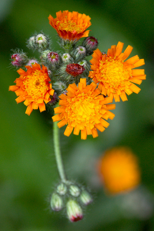 Blume von oben, Nahaufnahme