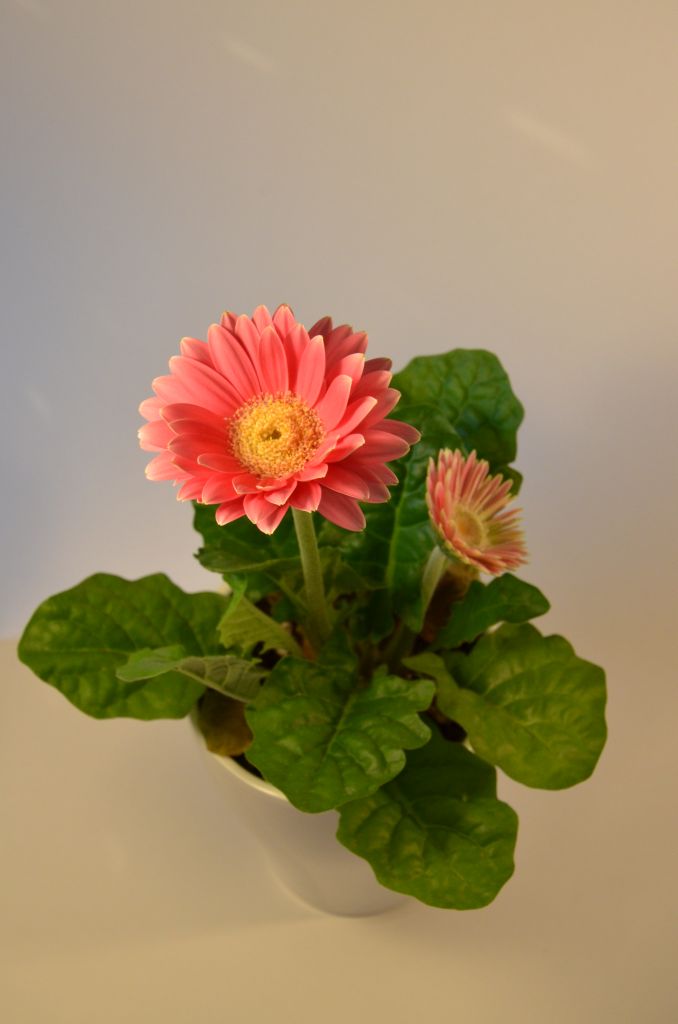 Blume