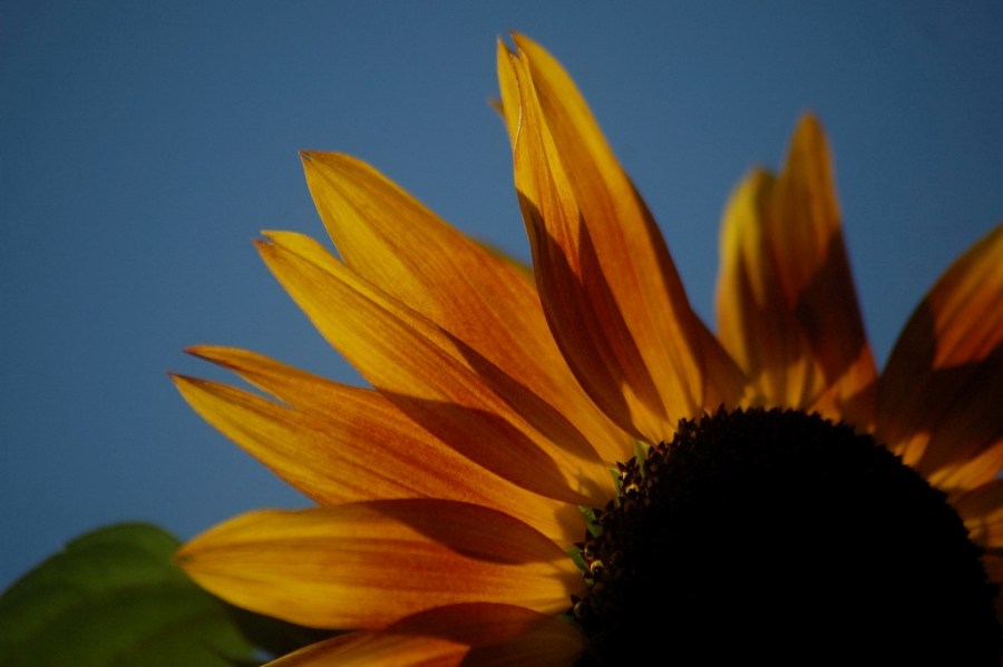blume