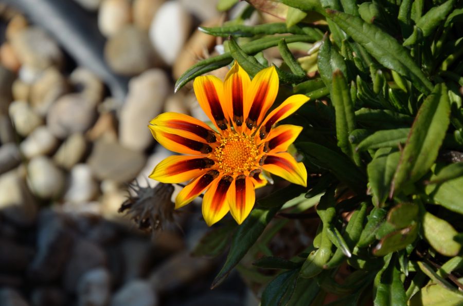 Blume
