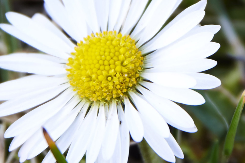 Blume