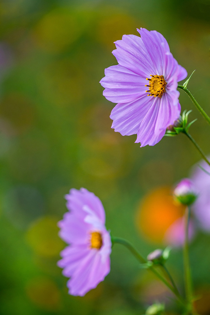 Blume