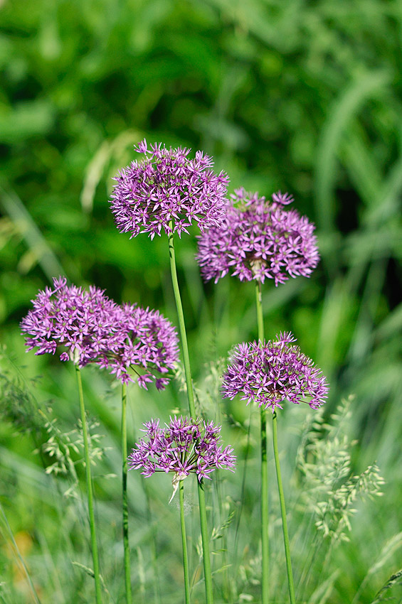 Blume