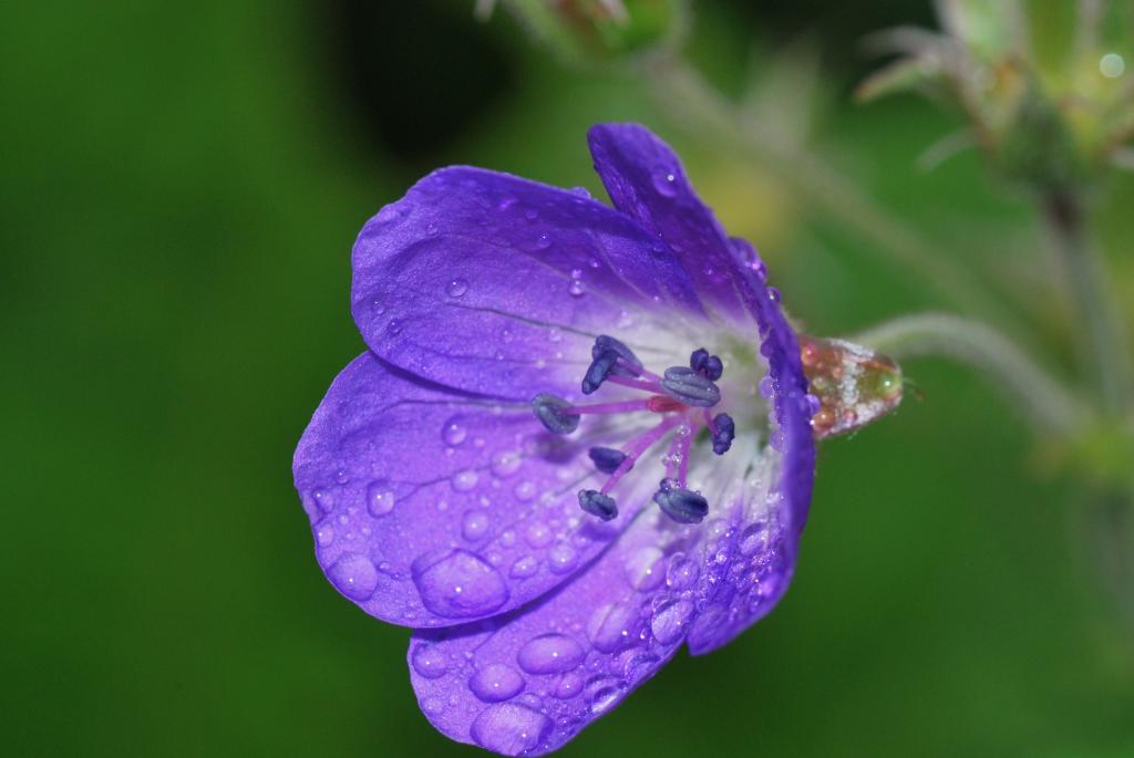 Blume