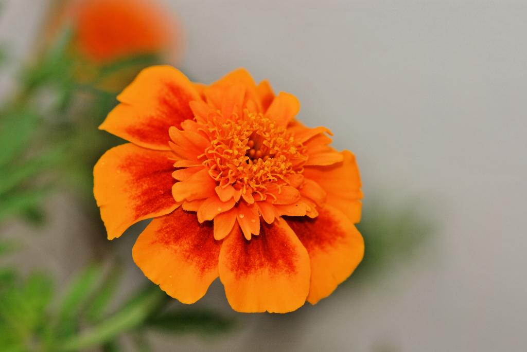 Blume
