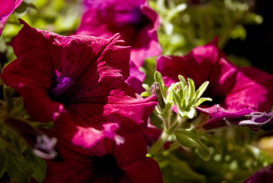 Blume