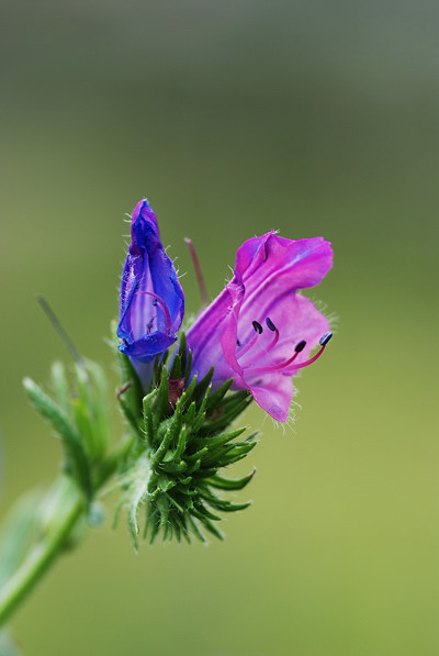 Blume