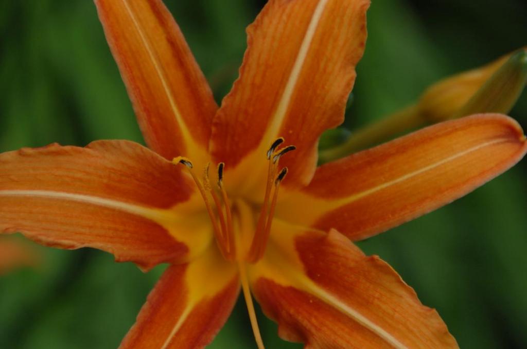 Blume
