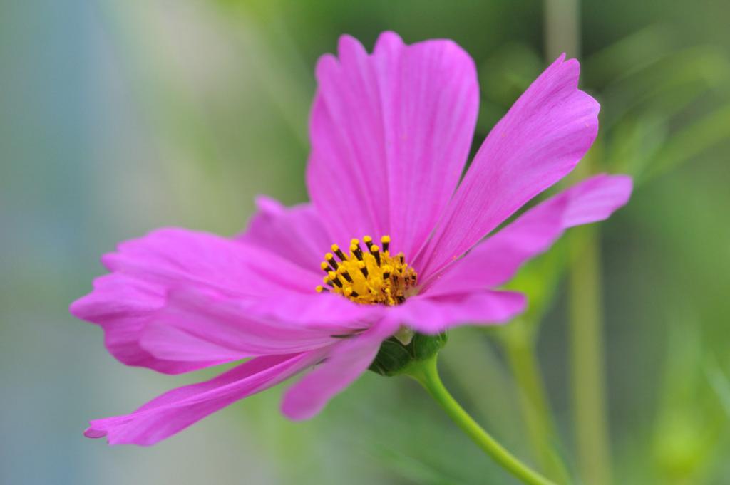Blume
