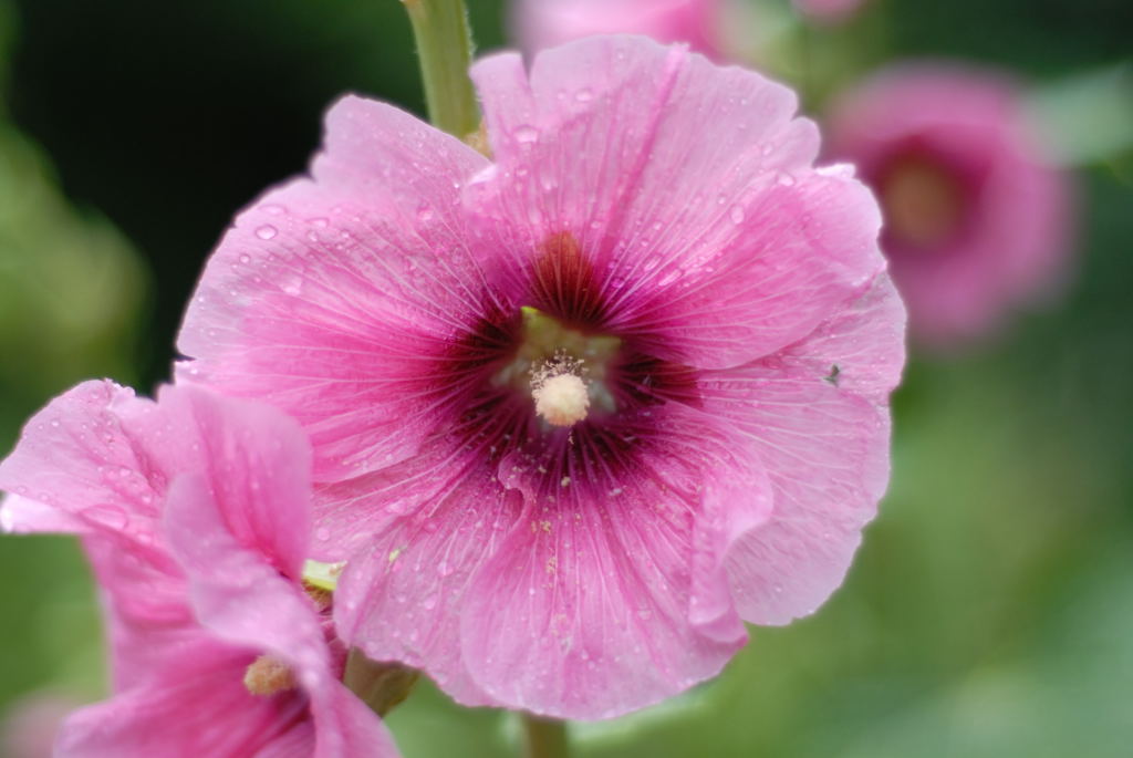 Blume