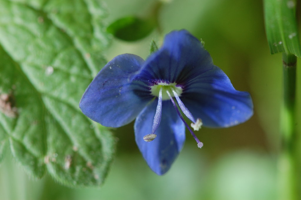 blume