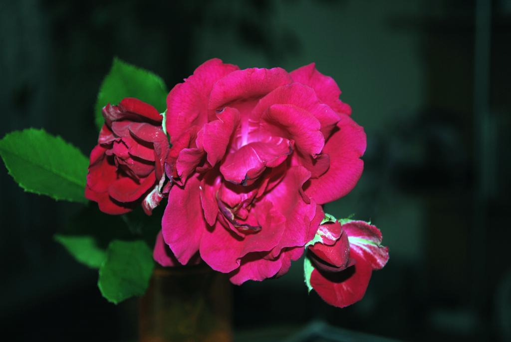 Blume