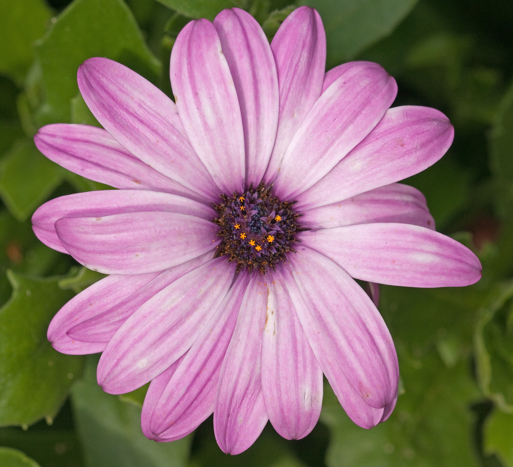 Blume