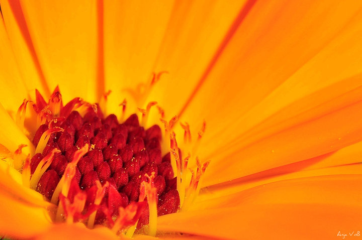 Blume