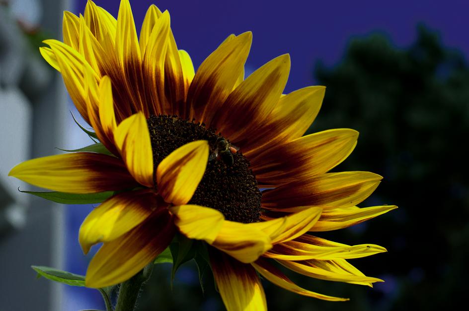 Blume